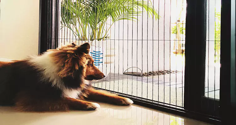 Sliding Screen Pet Door Repair in Bellview, FL